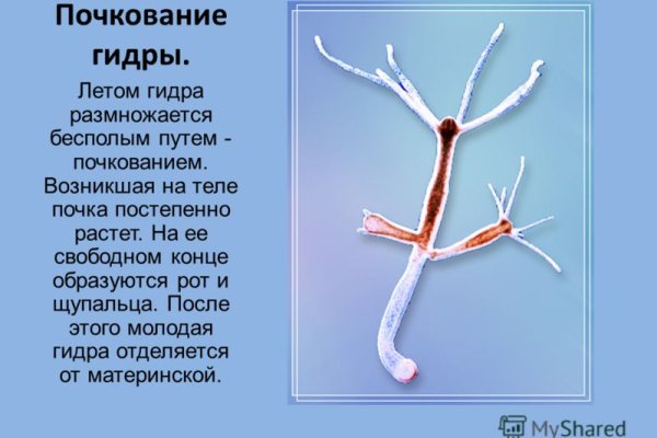 Кракен зеркало рабочее kr2web in